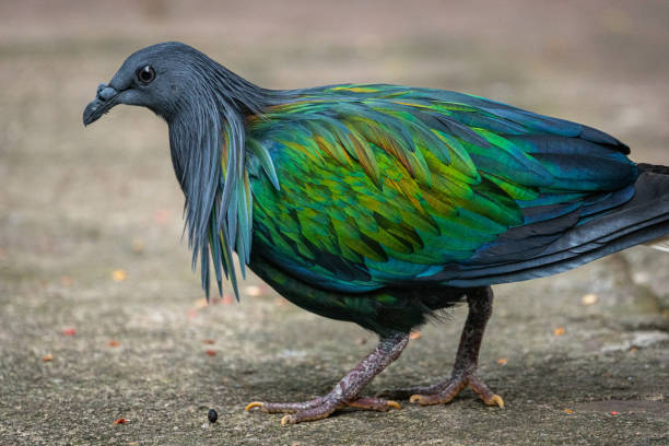 istock Vibrantly colored Nicobar pigeon 1152036889