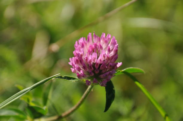istock Bright pink clover flower 1152037460