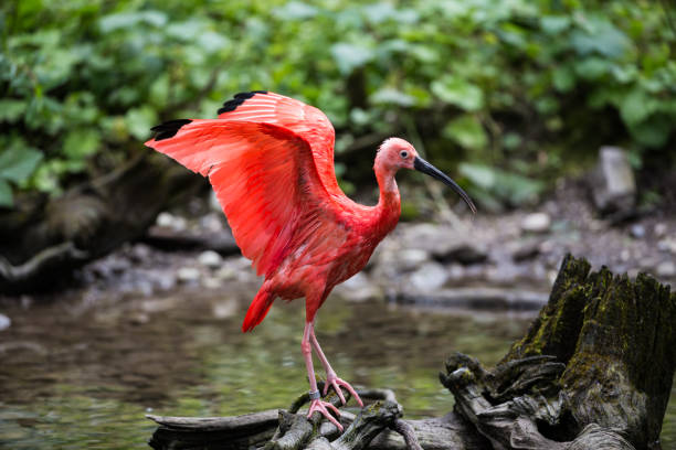 scarlet ibis, eudocimus ruber. wildtiere im zoo - scharlachsichler stock-fotos und bilder