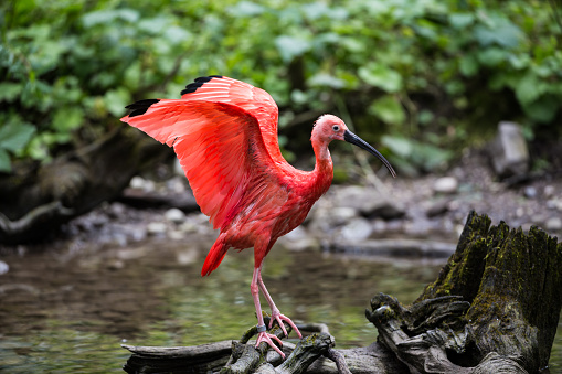 The Scarlet ibis, Eudocimus ruber is a species of ibis in the bird family Threskiornithidae. It inhabits tropical South America and islands of the Caribbean.