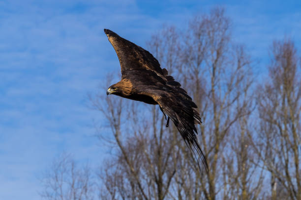 istock Golden eagle, Aquila chrysaetos sitting on a branch 1152038344