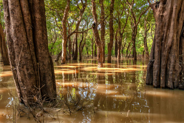 istock Mangrove trees in Tonle Sap lake 1152039635