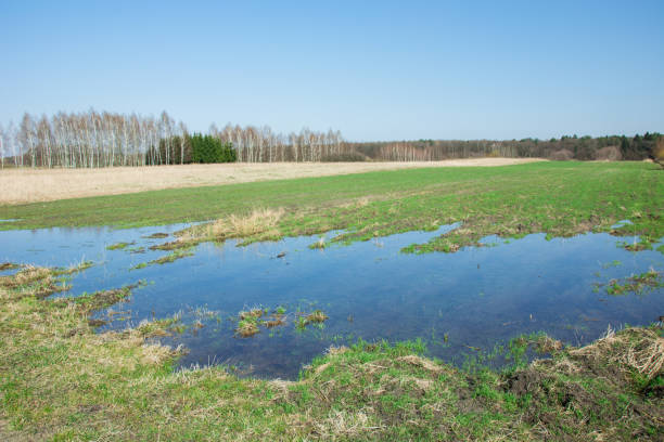 istock Water after rain on a green field 1152040024