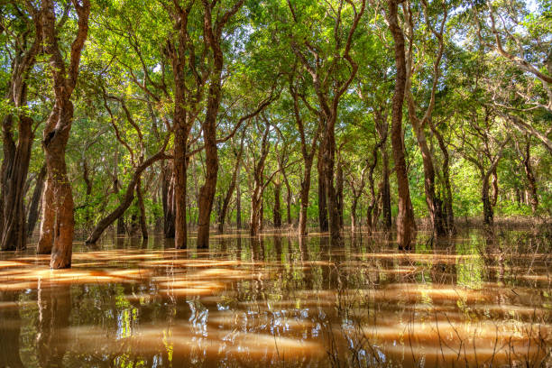 Mangrove trees on the bank of Tonle Sap lake near Kampong Phluk floating village