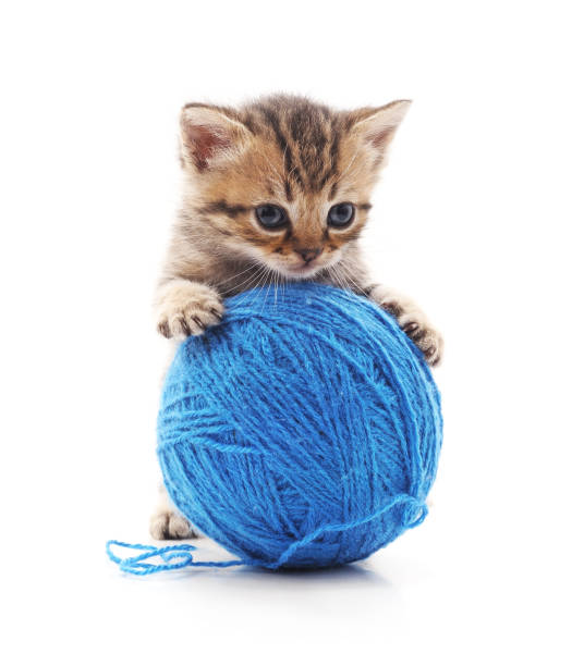 Kitten with a ball. Kitten with a ball on a white background. skein stock pictures, royalty-free photos & images
