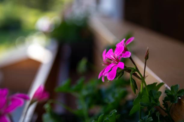 istock Flower in the Mountains 1152041781
