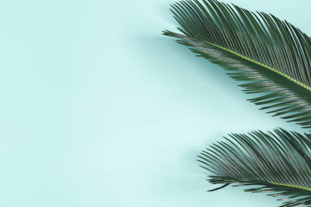 istock Summer composition. Palm leaves on pastel blue background. Summer concept. Flat lay, top view, copy space 1152041864