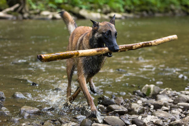 One happy and healthy male Belgian Malinois shepherd dog playing outside during summertime. Training and exercising active dog breed.