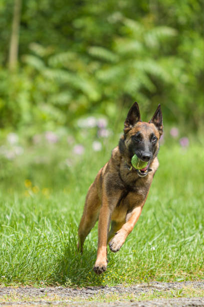 istock Belgian Malinois shepherd dog outside playing and training 1152042301