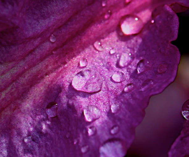 istock Artist horticulture Photography 1152043681
