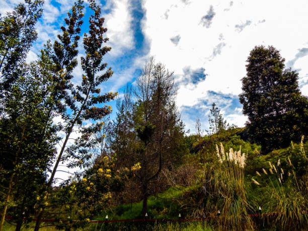 istock Trees and plants in a rural area with blue sky and some clouds 1152043984