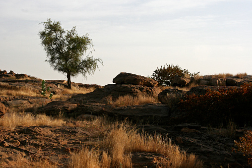 Bare Tree at Etosha National Park in Kunene Region, Namibia