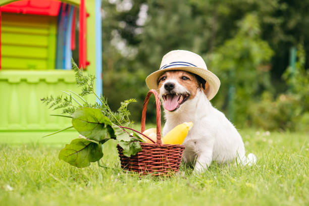 自分の庭から自然の新鮮な食品の完全なバスケットの隣に犬 - dog vegetable carrot eating ストックフォトと画像