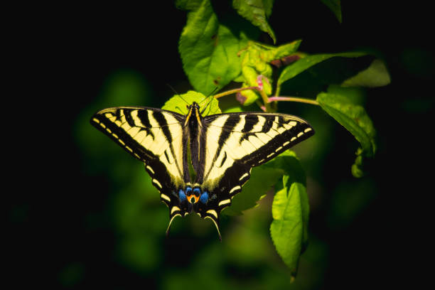 istock Canadian tiger swallowtail 1152047228