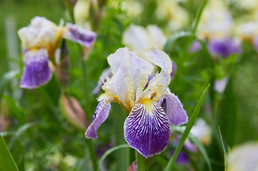 Iris macrosiphon, Bowltube Iris or long tube iris, is a flowering plant in the iris family, endemic to California.  Iridaceae.