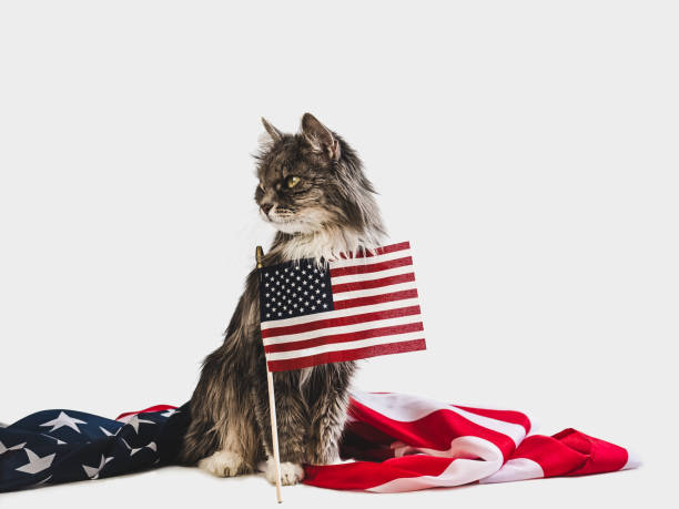 istock Cute kitten and American Flag. Studio photo shoot 1152047961