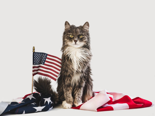 Cute kitten and American Flag. Studio photo shoot