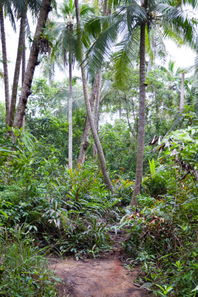 istock Tropical rainforest in Singapore 1152048454