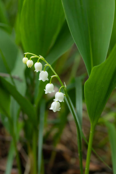 istock Lily of the valley flower in spring forest 1152048721