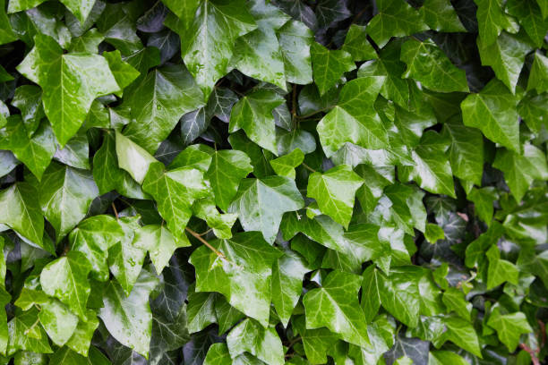 istock Ivy leaves in drops 1152048763