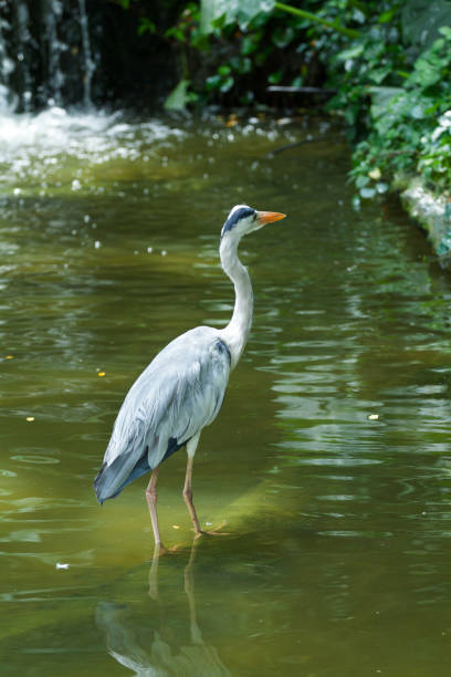 istock Crane bird in water 1152049532