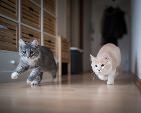 two maine coon kittens playing indoors running through corridor chasing the red dot of a laser pointer