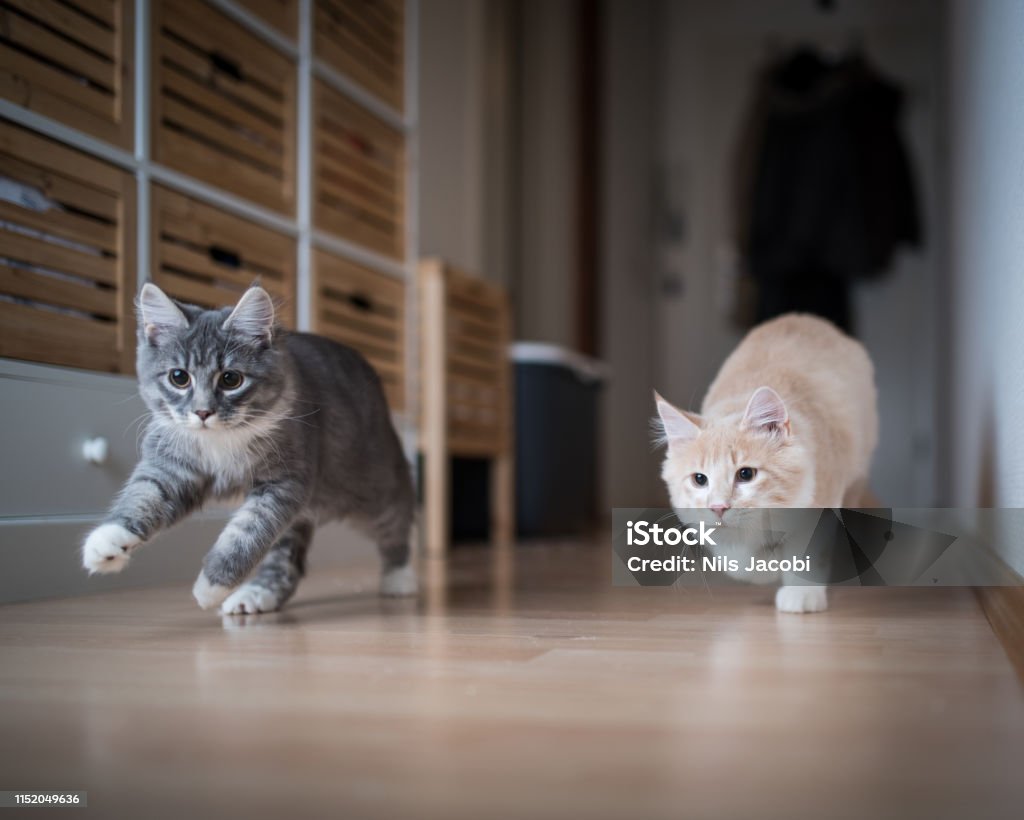 kittens playing two maine coon kittens playing indoors running through corridor chasing the red dot of a laser pointer Domestic Cat Stock Photo