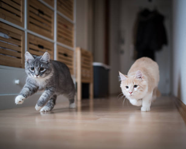 kittens playing two maine coon kittens playing indoors running through corridor chasing the red dot of a laser pointer two animals stock pictures, royalty-free photos & images