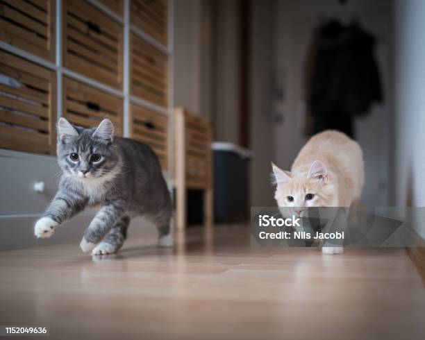 Kittens Playing Stock Photo - Download Image Now - Domestic Cat, Playful, Playing