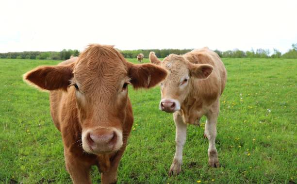 Brown and beige Charolais looking at the camera
