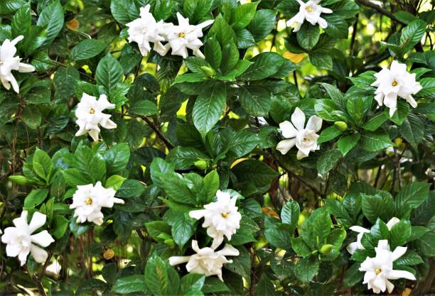 gardenia flower - gardenie stock-fotos und bilder