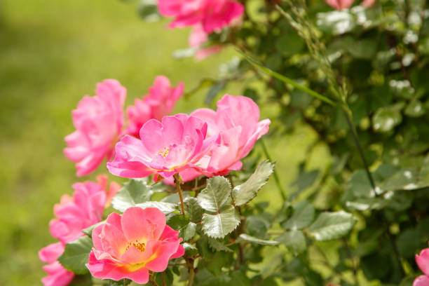 istock pink delicate flowers closeup. selective focus with shallow depth of field 1152051925