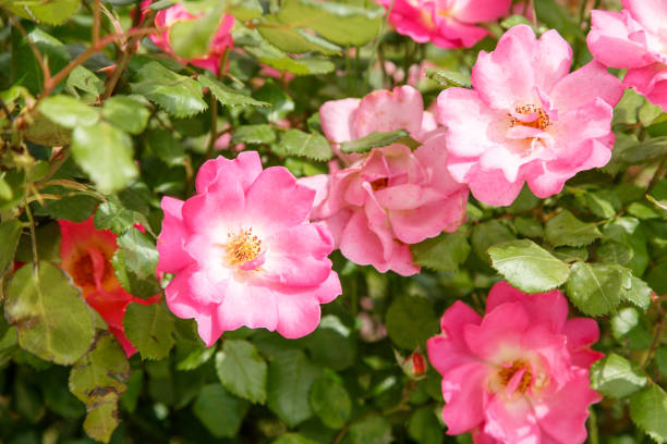 istock pink delicate flowers closeup. selective focus with shallow depth of field 1152051999