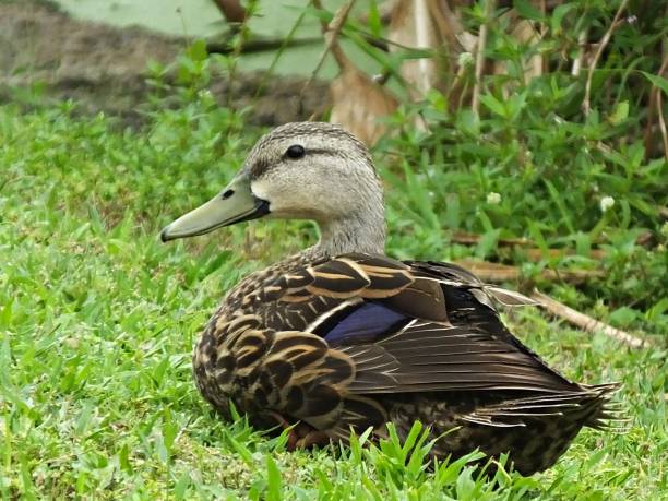 gevlekte eend (anas fulvigula) rustend in het gras - gevlekte eend stockfoto's en -beelden