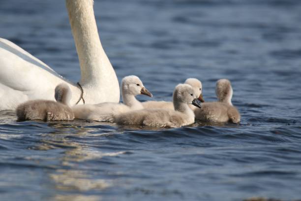 istock Group of Cygnets 1152054938