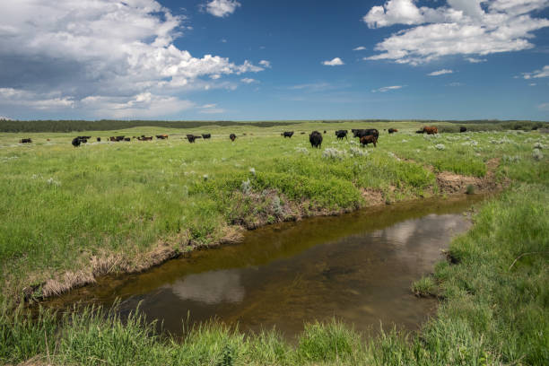 pastoreo de ganado en las llanuras al este de lewistown, montana. - lewistown fotografías e imágenes de stock