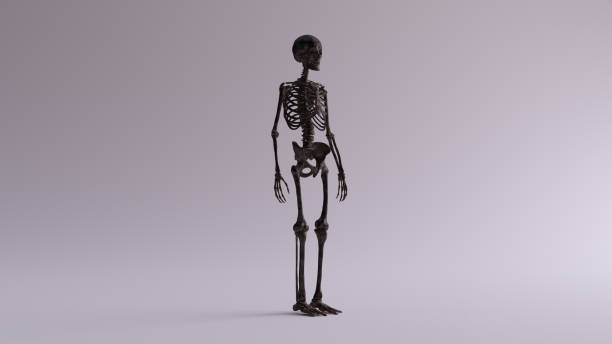 Black Iron Skeletal System Anatomical Model 3 Quarter Front Right View Black Iron Skeletal System Anatomical Model 3 Quarter Front Right View 3d illustration 3d render flayed stock pictures, royalty-free photos & images