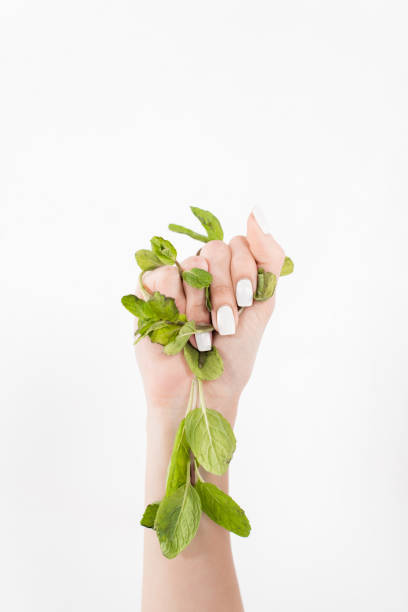 istock female hand holding green mint leaves isolated on white, environmental saving concept 1152056411