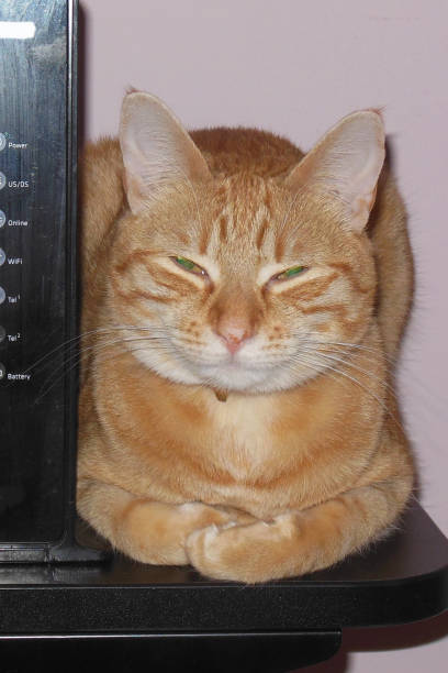 istock Cat Sitting on the Shelf 1152057070