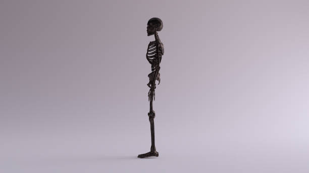 Black Iron Skeletal System Anatomical Model Left View Black Iron Skeletal System Anatomical Model Left View 3d illustration 3d render flayed stock pictures, royalty-free photos & images
