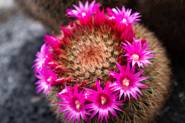 cactus ( mammillaria polythele) - thorn spiked flower head blossom imagens e fotografias de stock