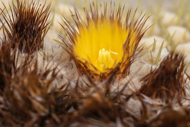 istock Golden Barrel Cactus flower close up. Echinocactus Grusonii. 1152057673