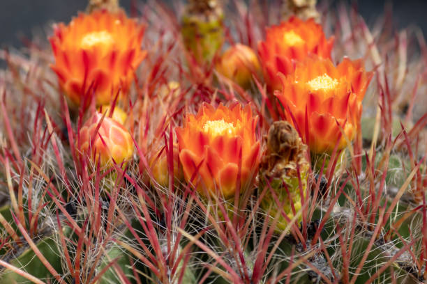 istock Blooming Ferocactus Robustus flower. Closeup. Blurry backgroundBlooming Ferocactus Robustus flowers. Closeup. Blurry background 1152059053