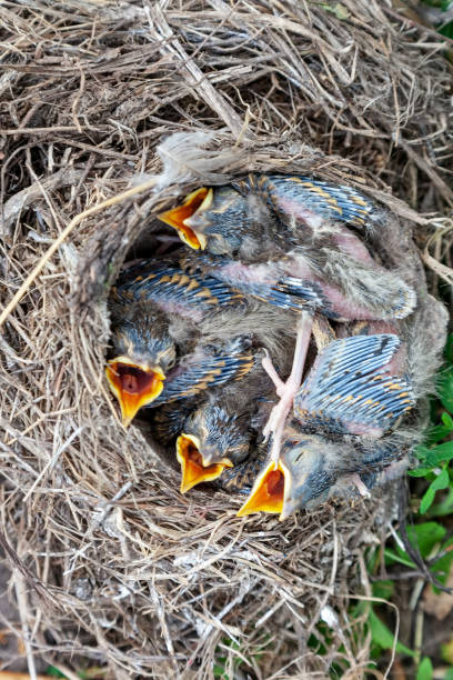 istock Song thrush chicks sitting in nest 1152060372