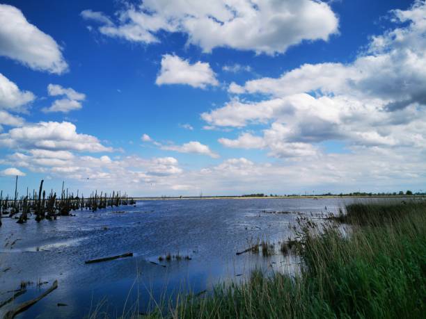 istock Wood in the water 1152061399