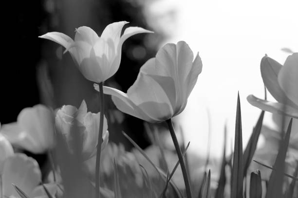 istock Spring tulips in the park, black and white 1152061800