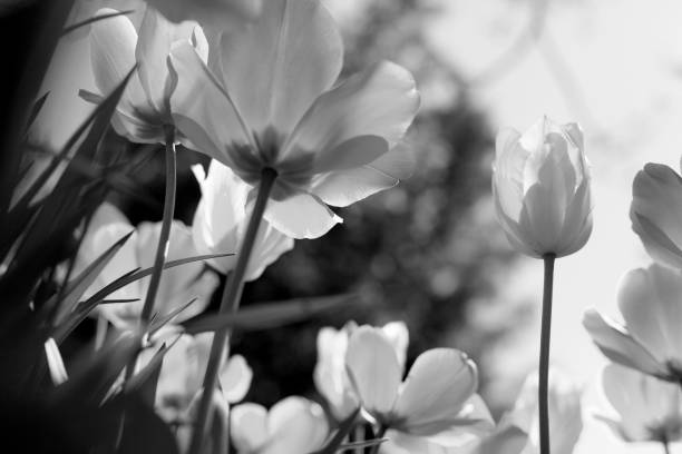 istock Spring tulips in the park, black and white 1152061810