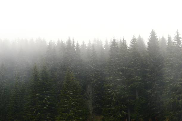 istock fog among the trees on the mountain 1152061873