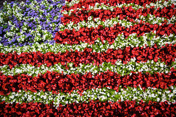 brilliant flower flag design brilliant colorful red and white flower design in the shape of a flag in Columbus, Ohio american flag flowers stock pictures, royalty-free photos & images
