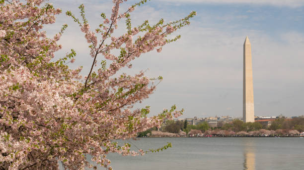 istock Washington Monument Surrounded by March Spring Flower Blossoms 1152064550